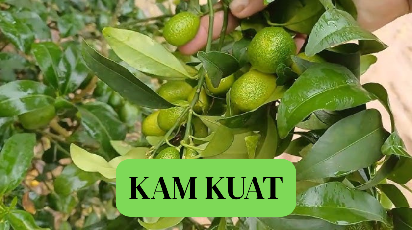 Kam Kuat: Cara Alami, Tips, dan Panduan Lengkap untuk Pria kam kuat